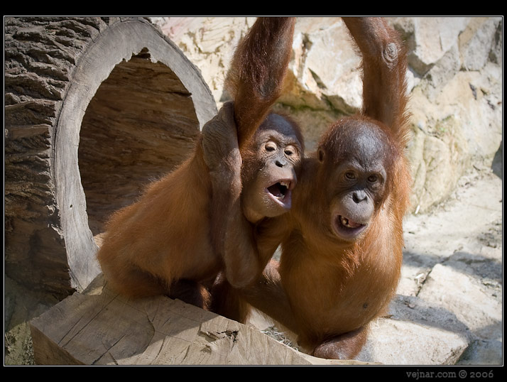 orangutani