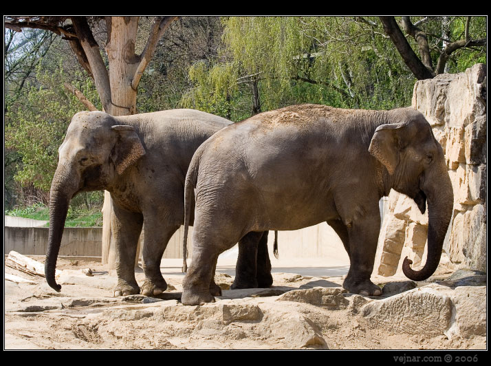 slon-indicky