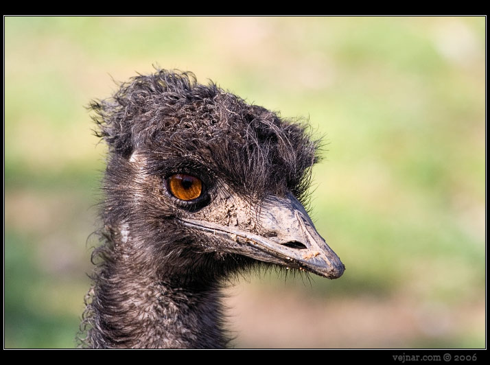 emu-hnedy